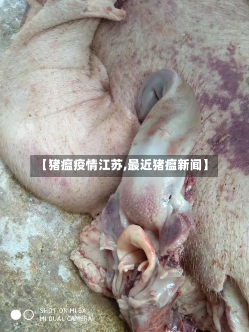 【猪瘟疫情江苏,最近猪瘟新闻】-第2张图片